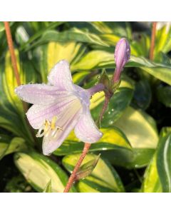 Hosta 'Rainbows End' 1G