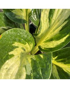 Hosta 'Revolution' 1G