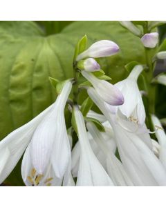 Hosta 'Royal Standard' 1G