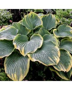 Hosta 'Sagae' 1G