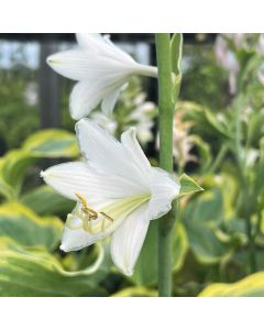 Hosta 'Seducer' 1G