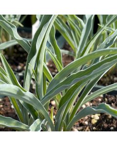 Hosta 'Silly String' 1G