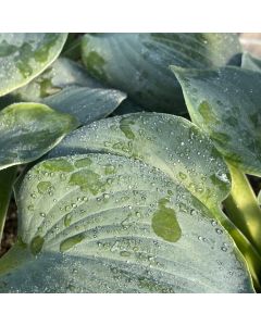 Hosta 'Silver Bullet' 1G