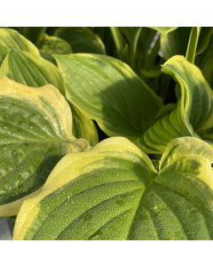 Hosta 'So Sweet' 1G