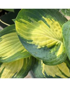 Hosta PW Sound of Music 1GAL