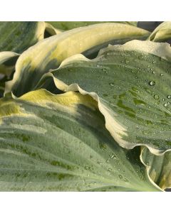 Hosta 'Voices in the Wind' 1G