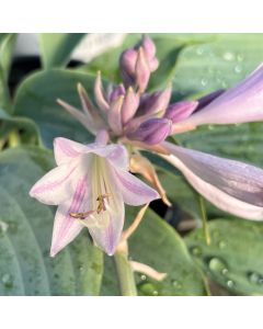 Hosta 'Waterslide' 1G