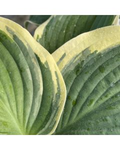 Hosta 'Wide Brim' 1G