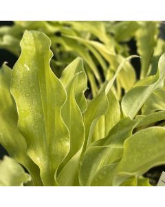 Hosta 'Wiggles & Squiggles' 1G