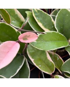 Hoya Krimson Queen