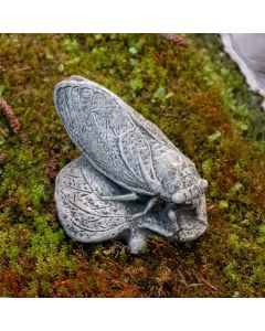 Cicada