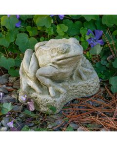 Forest Frog