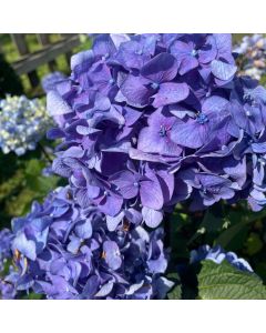 Bloomstruck Hydrangea