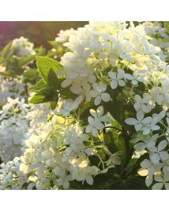 Bombshell Hydrangea 