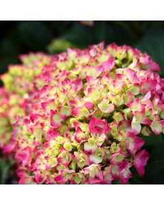 Paris Cityline Hydrangea