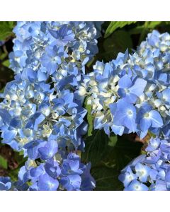 Endless Summer Hydrangea