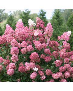 Fire Light Hydrangea