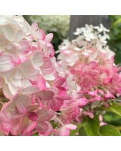 Fire Light Tidit Hydrangea