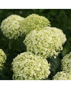 Invincibelle Limetta Hydrangea