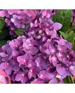 Let's Dance Arriba Hydrangea