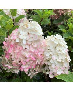 Limelight Prime Hydrangea