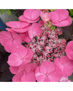 Pink Dynamo Hydrangea