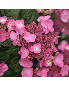 Popstar Endless Summer Hydrangea