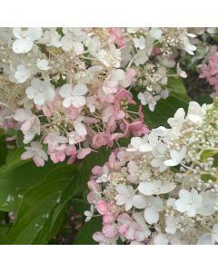 Pinky Winky Hydrangea Std