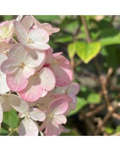 Strawberry Sundae Hydrangea