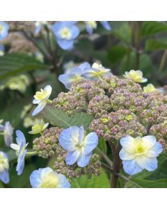 Tiny Tuff Stuff Hydrangea