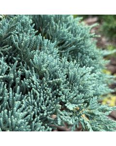 Icee Blue Juniper