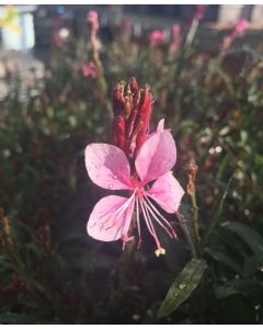 Wand Flower 'Blush' 1G