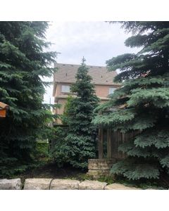 Planting starting at: