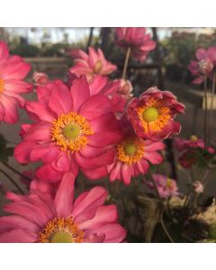 Anemone 'Curtain Call Rose' 1G