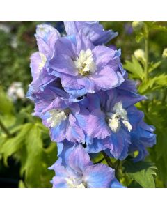 Delphinium MF Sky Blue 1G