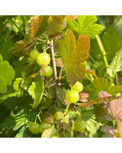 Pixwell Gooseberries