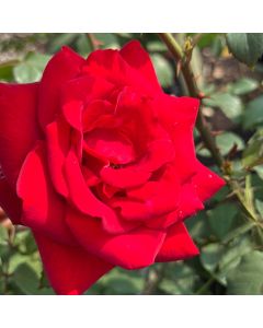 Olympiad Hybrid Tea Rose