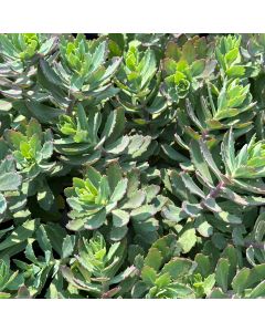 Stonecrop 'Pride and Joy' 1G