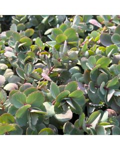 Stonecrop 'Popstar' 1G