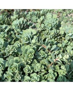 Stonecrop 'Steel the Show' 1G