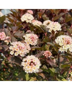 Summer Wine Black Ninebark 