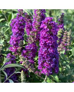 Miss Violet Butterfly Bush