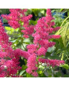 Astilbe 'Younique Ruby Red' 1G