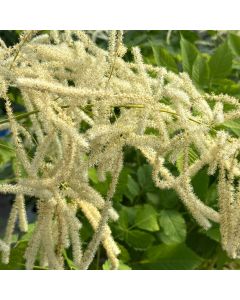 Goats Beard 'Dioicus' 1G