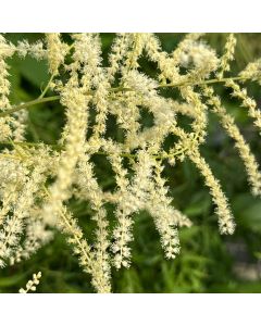 Goats Beard 'Kneiffii' 1G