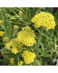Yarrow 'Sunny Seduction' 1G