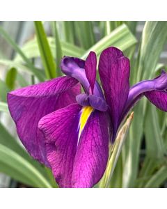 Iris 'Variegated' 1G