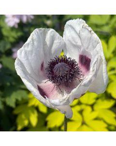 Oriental Poppy 'Alexander' 1G