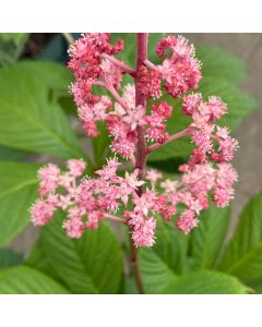 Rodgersia aesculifolia 1G