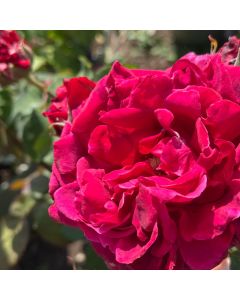 Smooth Velvet Hybrid Tea Rose